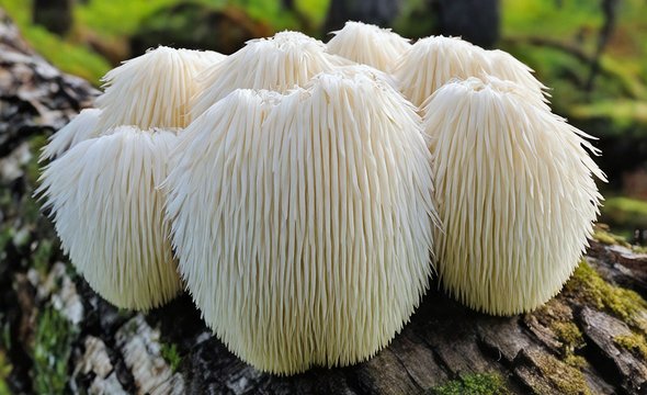 Ежовик гребенчатый. Чем полезны и могут ли быть опасны биодобавки с грибами