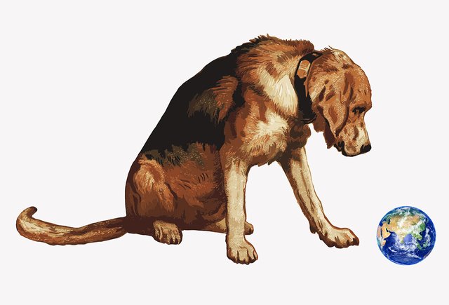 9 вещей, которые нужно учесть перед тем, как завести собаку