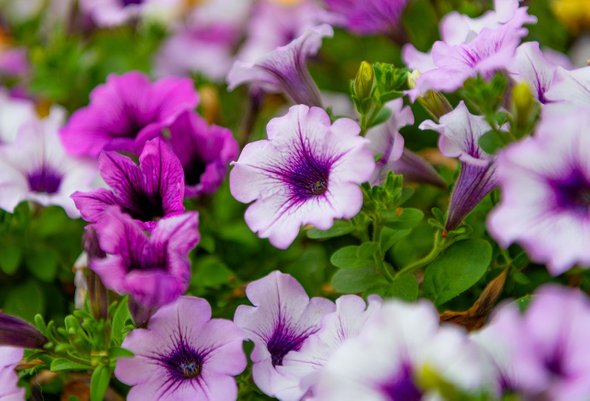 Это петуния или бегония? Тест: угадайте дачный цветок по фото. 7 самых дачных тестов «Мела» — для тех, у кого лето уже началось