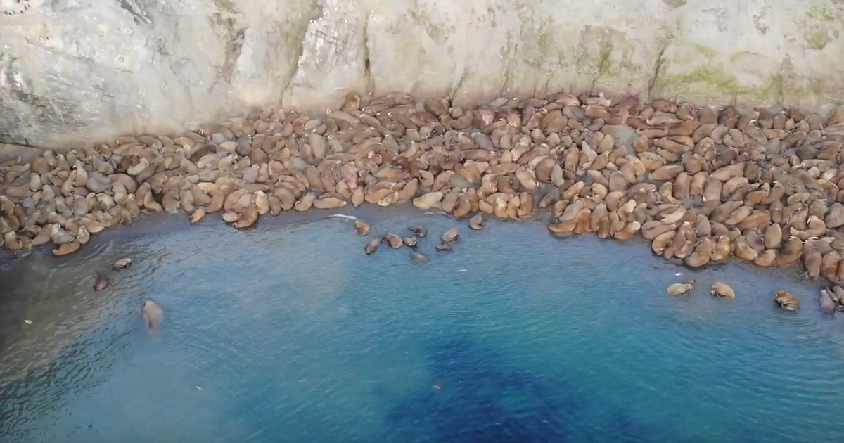 экспедиция новая земля. остров южный новая земля. обнаружена новая земля. архипелаг новая земля. обнаружена новая земля.