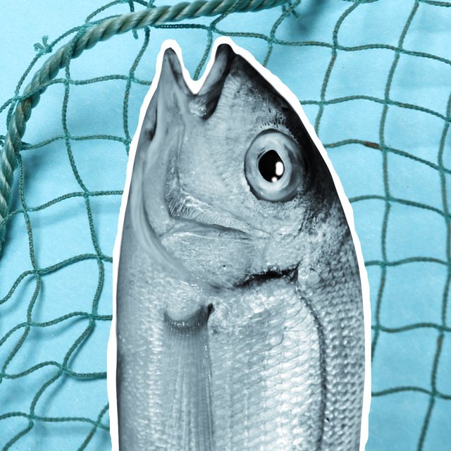 Это язь или карась? Тест: разбираетесь ли вы в рыбах мечты