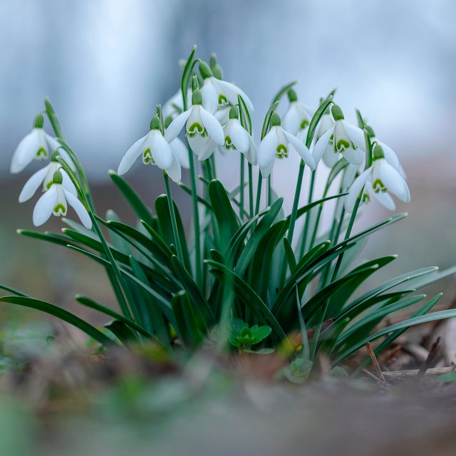 Это ландыш или подснежник? Тест: угадайте весенний цветок по фото