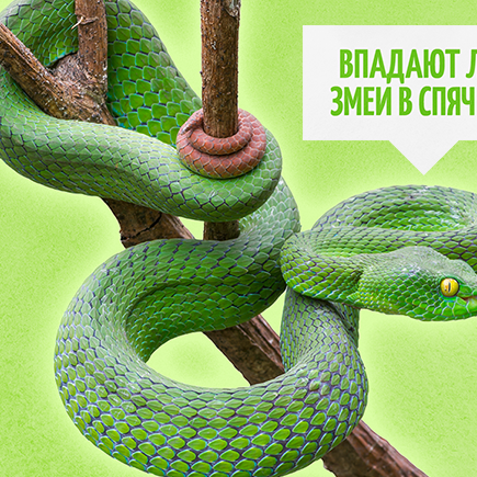 Впадают ли змеи в спячку, зачем ёлкам иголки и другие интересные вопросы из ЕГЭ по биологии