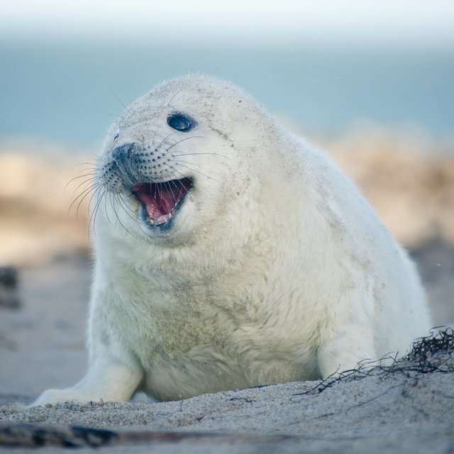 Белёк — это чей детеныш? Тест: как правильно называются дети животных