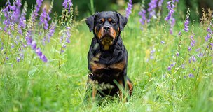 Реестр опасных собак хотят расширить — что не так со списком пород и как правильно вести себя с любой собакой