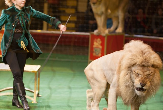 Как воспитывать мальчиков и зачем запрещать цирки