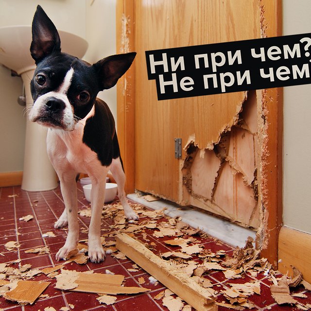 «Ни при чем» или «не при чем»: как писать правильно