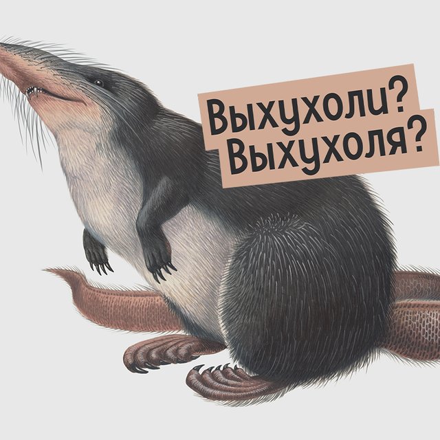 «Выхухоля» или «выхухоли»? Какого рода это слово и как склонять его правильно