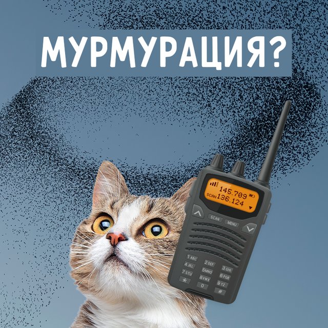 Что такое «мурмурация»? Это явление часто можно увидеть летом, но котики тут ни при чем