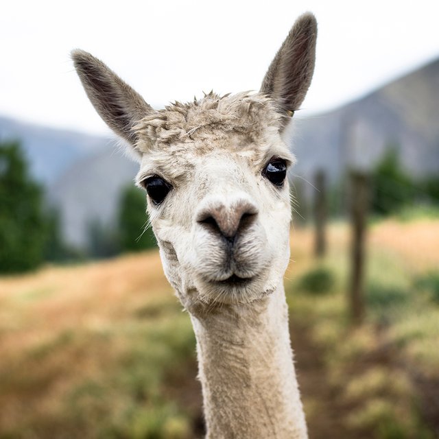 Это лама или альпака? Тест в картинках про самых милых животных на планете