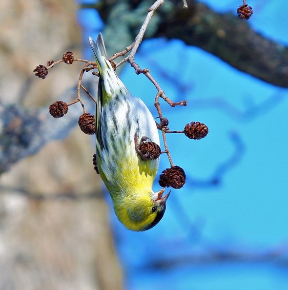 Учитель географии Михаил Деров. Что такое бердвотчинг и зачем это вам: очень весеннее хобби для всех возрастов