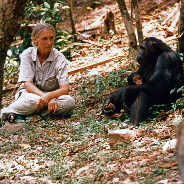 Как жила Джейн Гудолл — женщина, которая доказала, что у людей и обезьян действительно очень много общего