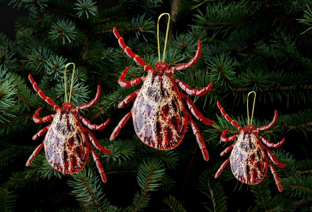 Новогодние «елочные» клещи: чем они опасны и что делать, если насекомые уже в квартире