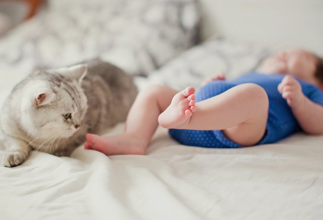 Ребёнок просит домашнее животное, а я боюсь инфекций. Оправданы ли страхи?