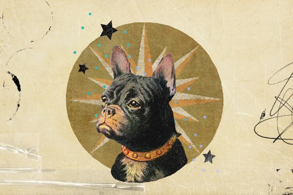 собака из приюта или выбрать заводчика?