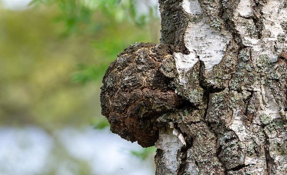 Чага. Чем полезны и могут ли быть опасны биодобавки с грибами