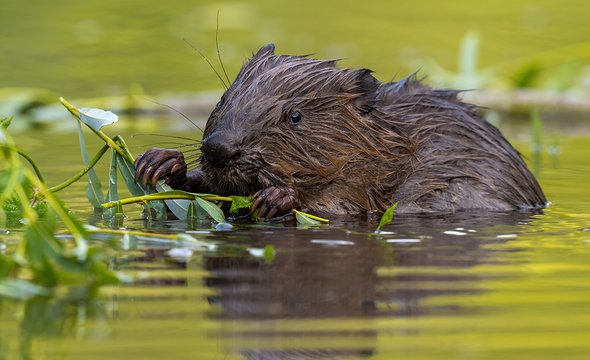 Весенняя прогулка «В гости к бобрам». Парк Покровское-Стрешнево
