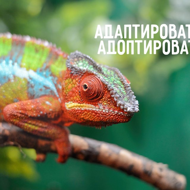 Как правильно: «адаптировать» или «адоптировать»? Всё зависит от контекста