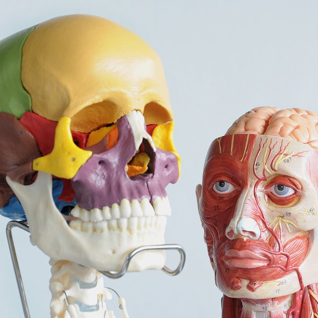 Роговица — это про глаз или про ухо? Тест: выживете ли вы на ЕГЭ по биологии