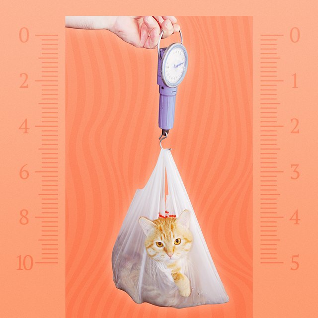 Что такое безмен? Тест: как называются приборы, измеряющие температуру, давление и не только