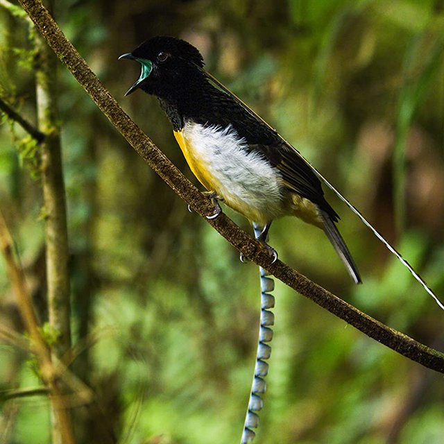 5 документальных фильмов о животных, которые точно не оставят вас равнодушными