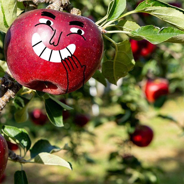 Яблоня начала плодонОсить или плодоносИть? Как говорить правильно