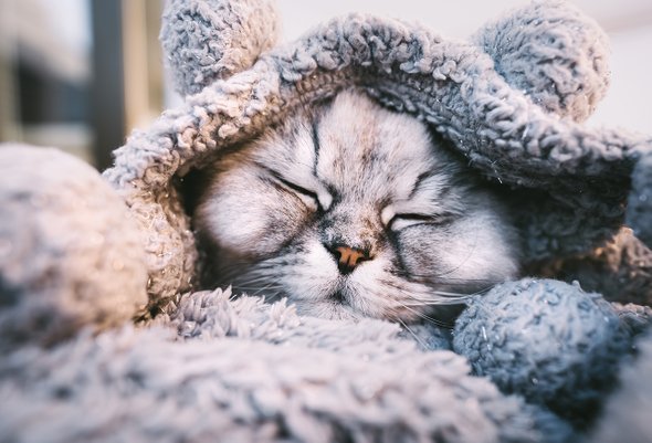 уютный, счастливый, холодный, милый, спящий, домашний, сон, красивый, серый, кот, сон, плед, питомец, лежащий, мягкий, прекрасный, отдых, кошачий, отдых, расслабление, релаксация, комфорт, серый, дом, теплый, удобный, согревающий, животное, одеяло, сладкий, под, очаровательный;