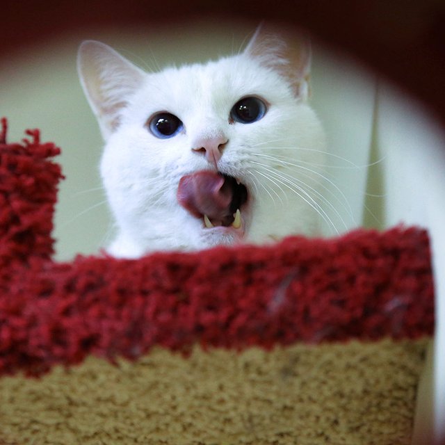 9 котиков, которые прославились не только милыми фотками, но и классными историями