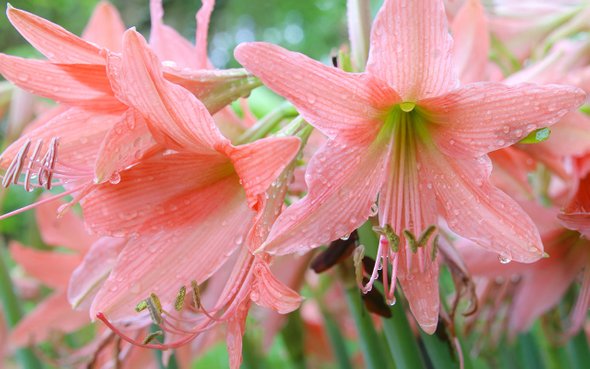 что посадить на подоконнике в ноябре, Гиппеаструм