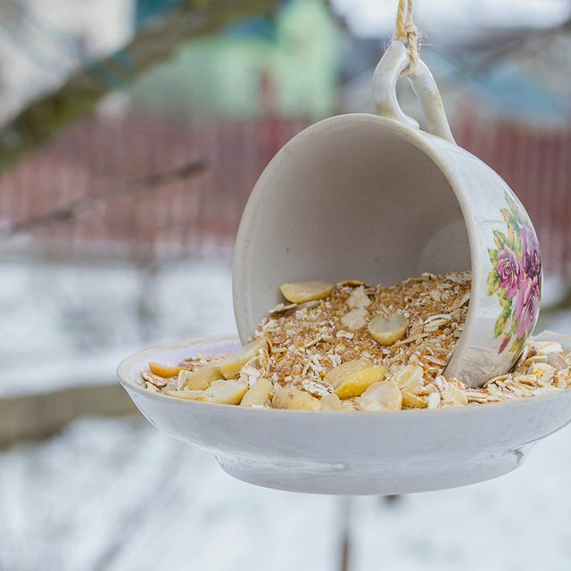 8 идей, как сделать кормушку для птиц: из старого сервиза, вторсырья и кожуры от фруктов