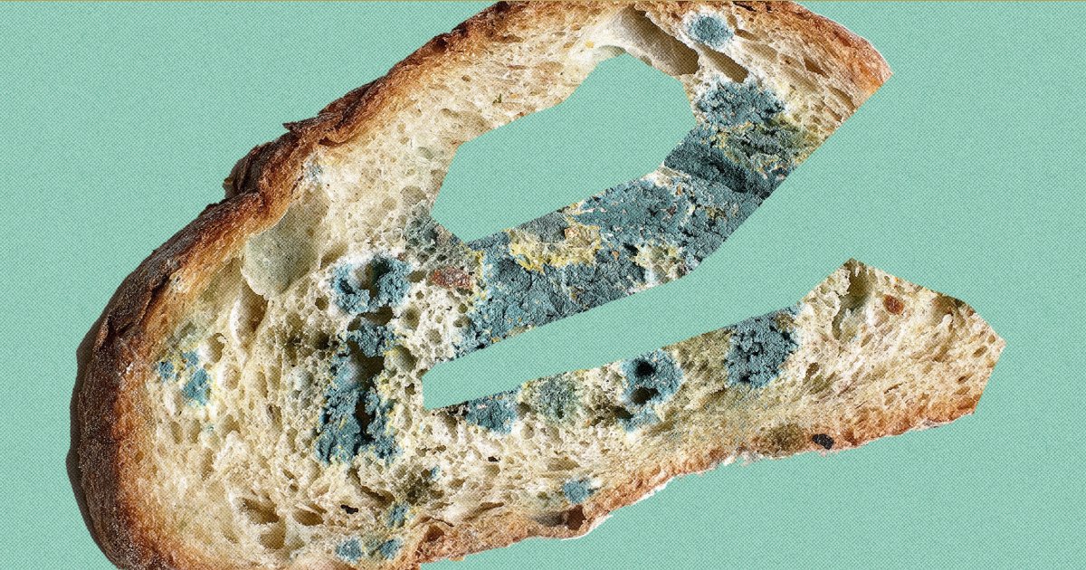 «Пле́сневелый» или «плесневе́лый» хлеб? Как правильно говорить