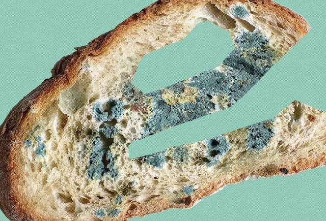 «Пле́сневелый» или «плесневе́лый» хлеб? Как правильно говорить