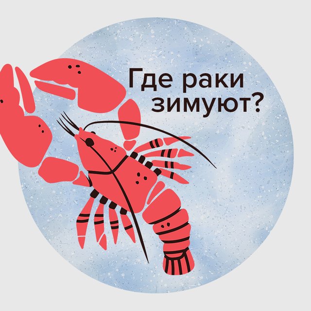 Где раки зимуют? Кто такой цуцик? Тест: что значат эти и другие фразеологизмы