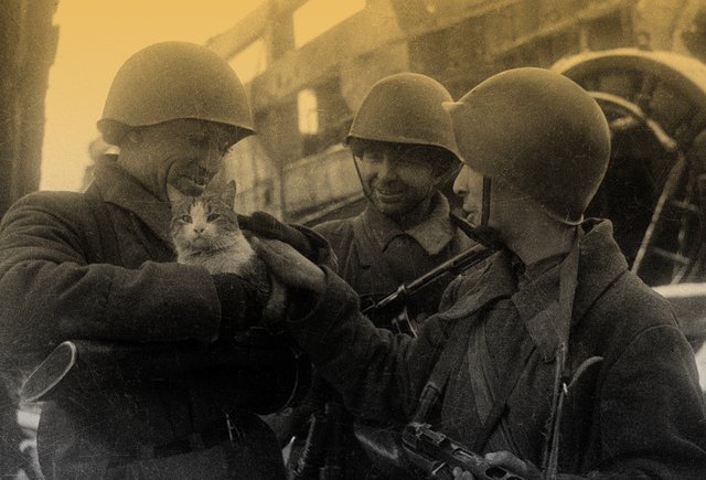 Что такое «мяукающая дивизия» и сколько жил солдат под Сталинградом? Тест о войне без прикрас