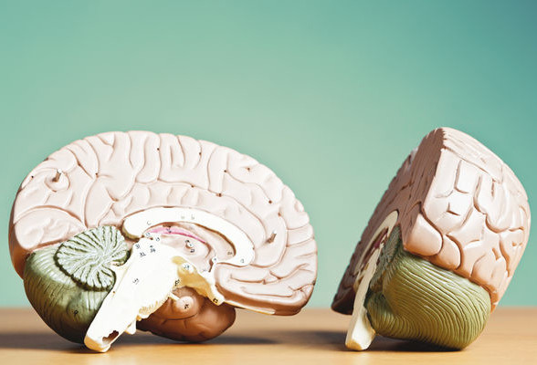 «Мы заперты внутри собственного мозга»