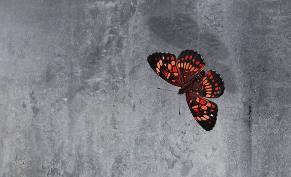 Коллаж бабочка на фоне стены. Аутизм у детей