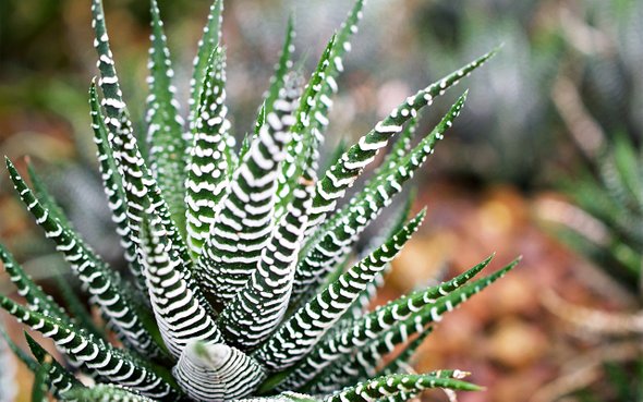 что посадить на подоконнике в ноябре, Хавротия