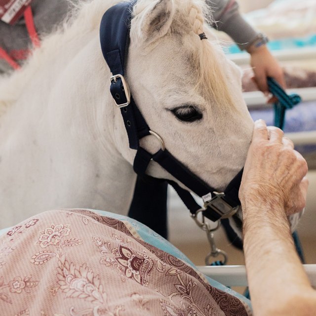 «В хосписах не то чтобы против, если лошадь сделает кучку». История пони Дитриха, его хозяйки и их пациентов