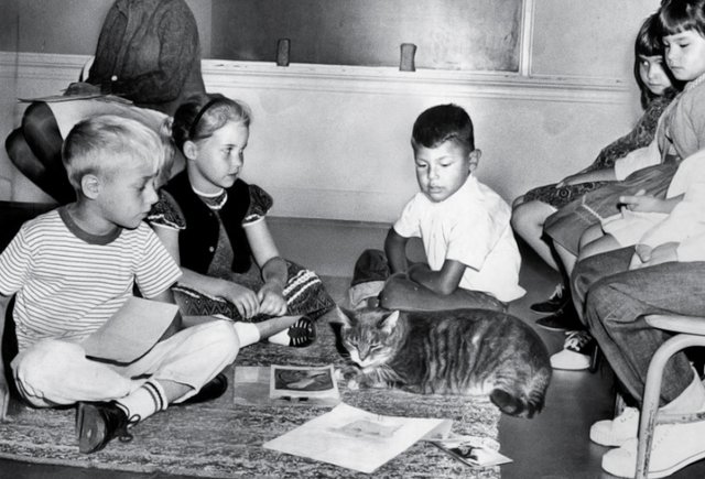 Кот, который ходил в школу 15 лет: он сидел на уроках, ел в столовой и попал на доску почёта