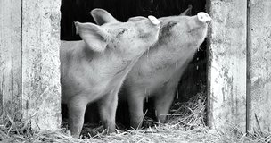 9 самых нишевых на свете фильмов: будни свиноматки, хоррор со слизнями и максимально несмешные программисты