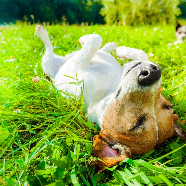 Что делать при тепловом ударе, как помочь собаке и кошке в жару и сколько стоит отдых на море