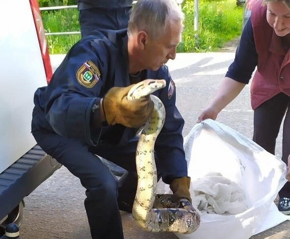 Фото змеи во дворе