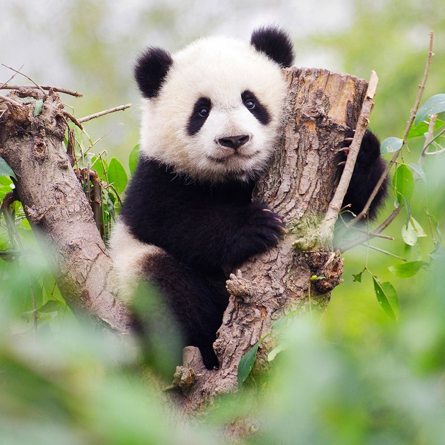 3 новых документальных фильма о природе: они понравятся всей семье