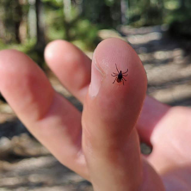 Ребёнка укусил клещ: как его удалить и нужно ли отправлять в лабораторию