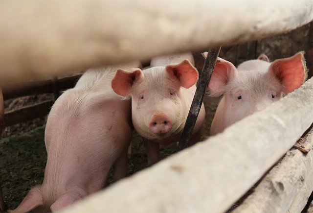 Кто такой «подсвинок»