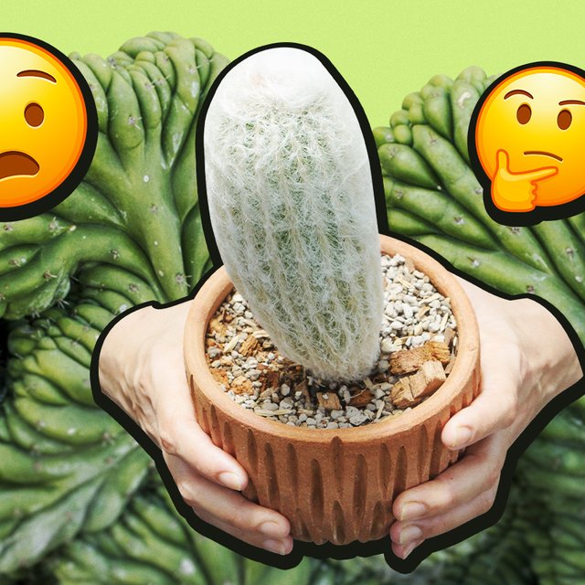 Тест на фантазию: могли бы вы спутать фото кактуса с чем-то еще?