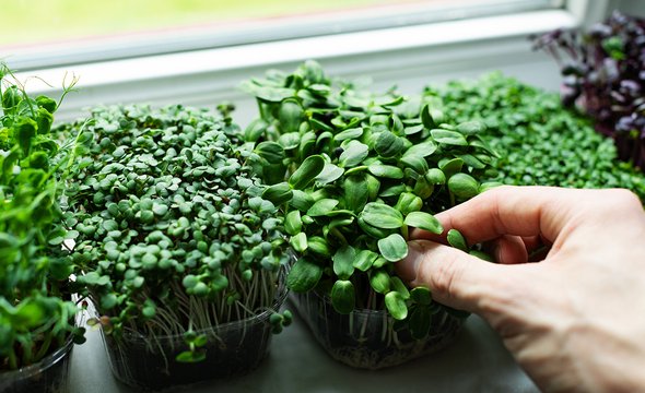 Микрозелень. 5 способов вырастить еду на подоконнике: базилик, помидоры черри, микрозелень, лимон и каштан