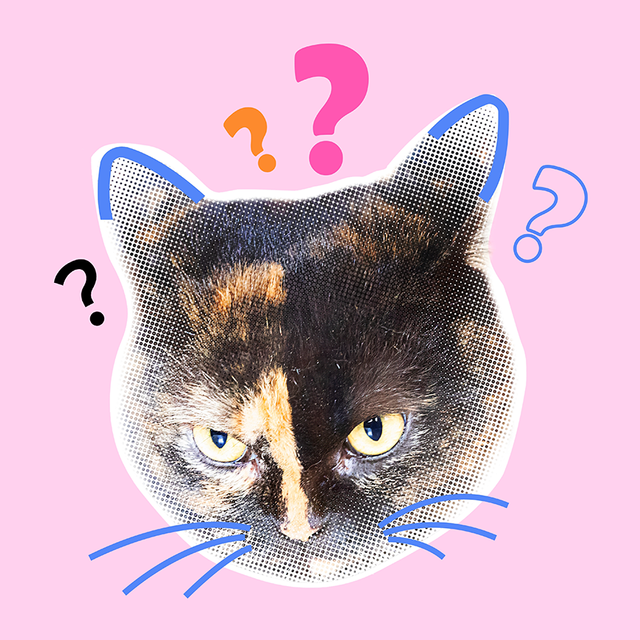 «ЗадАл вопрос» или «зАдал»: как говорить правильно