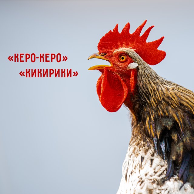 «Ня» — это «мяу» по-японски? Тест: как говорят животные в разных странах