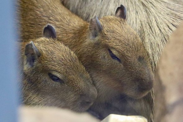 детеныши капибары